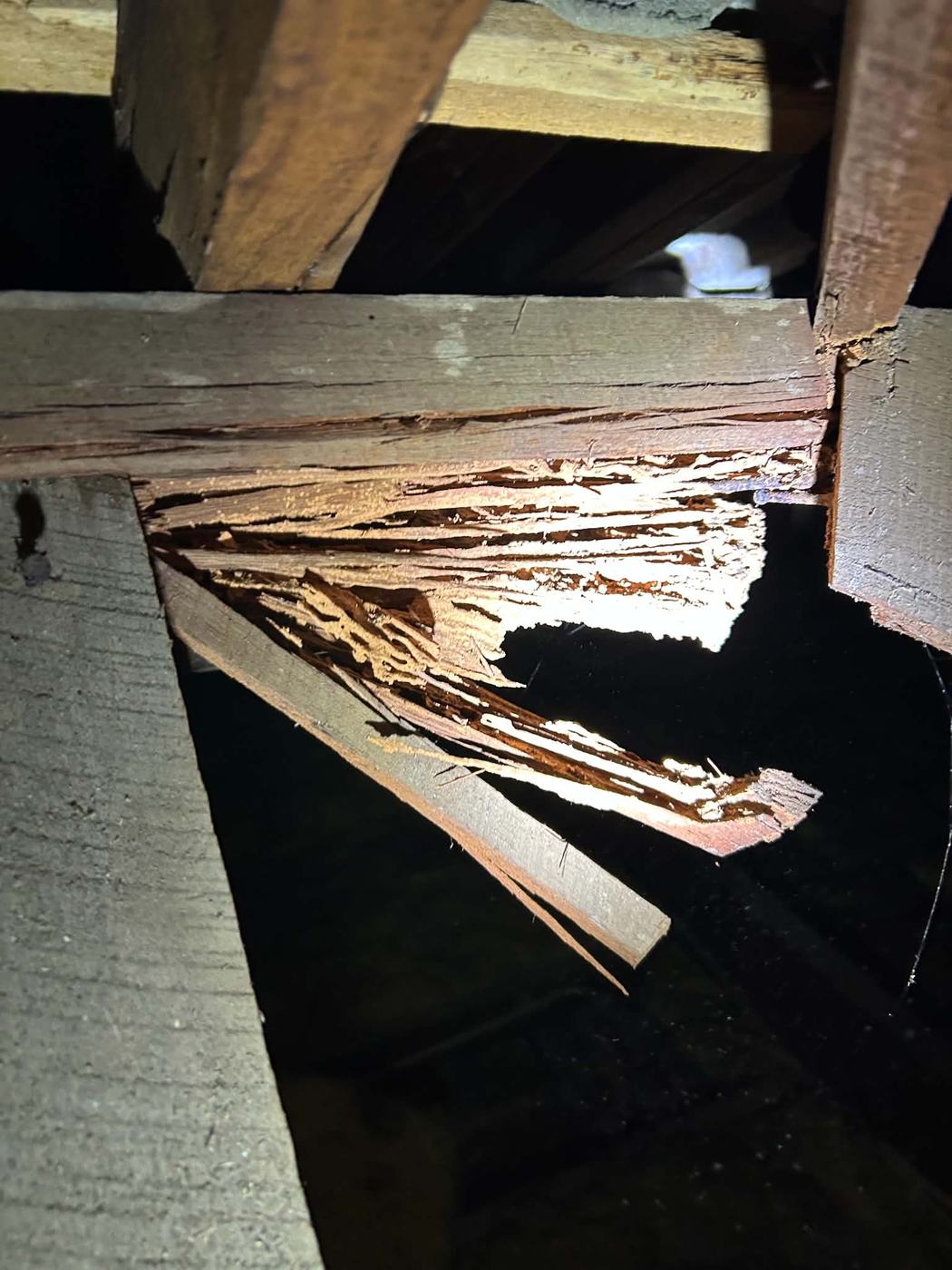 Termite damage found in a roof void