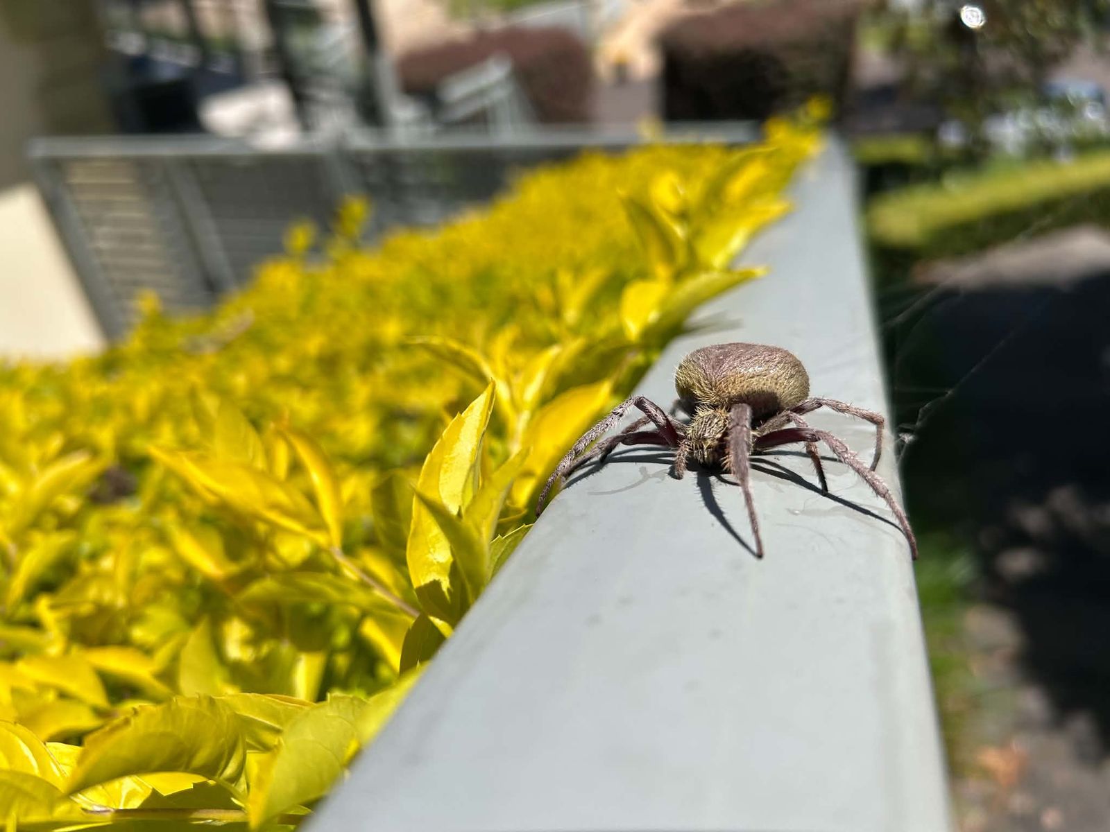 Spider control around the yard