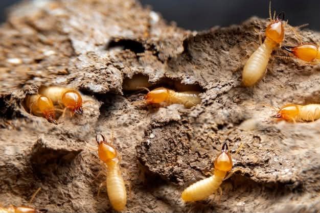 Live termites uncovered